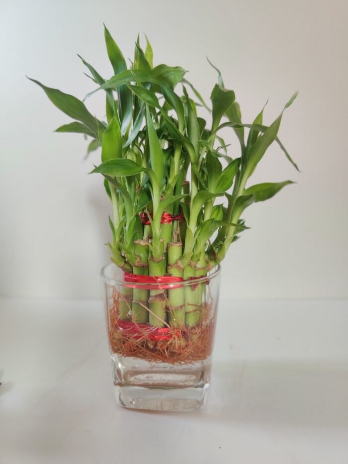Lucky Bamboo
